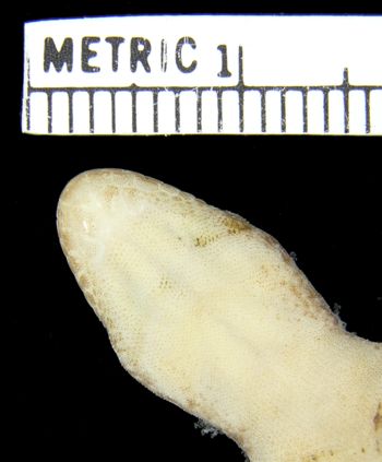 Media type: image;   Herpetology R-158548